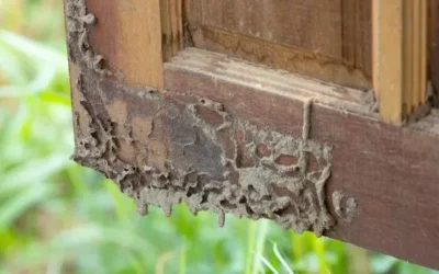 Termites